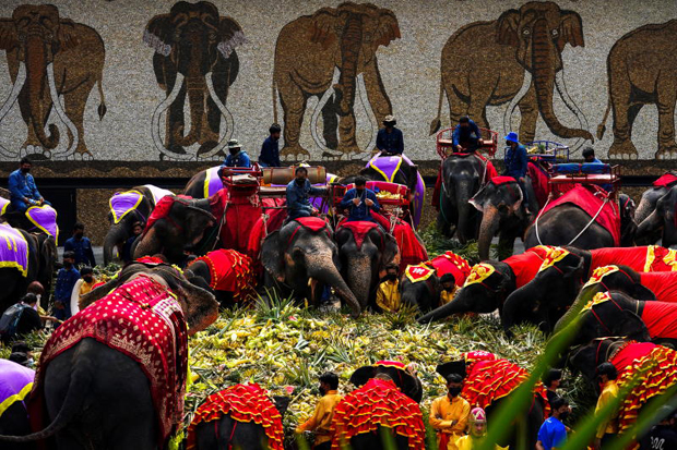 Buffets for jumbos on Elephant Day 1 Buffets for jumbos on Elephant Day